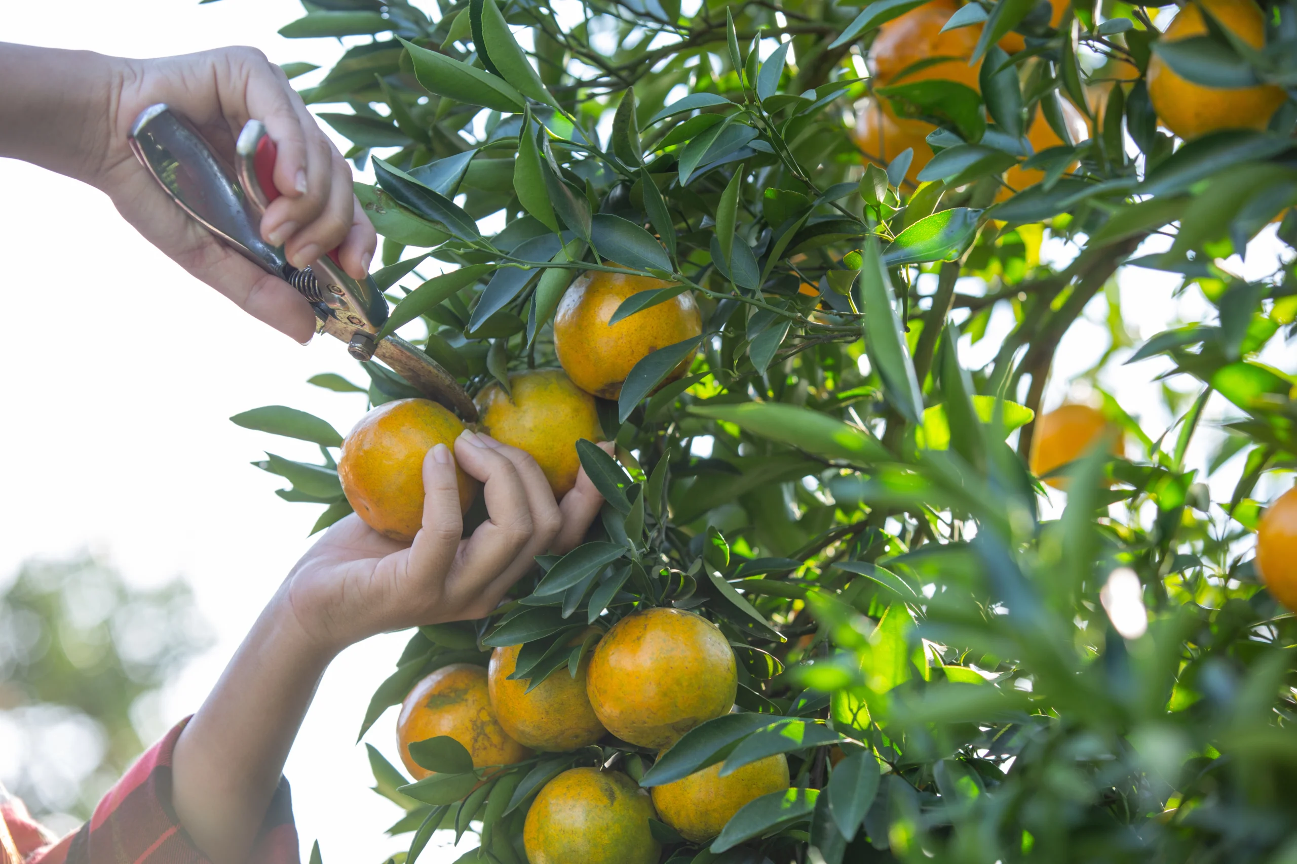 young-woman-garden-harvest-orange-garden